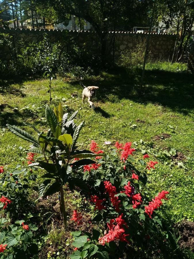 Guest House Mart Villa Martvili Bagian luar foto